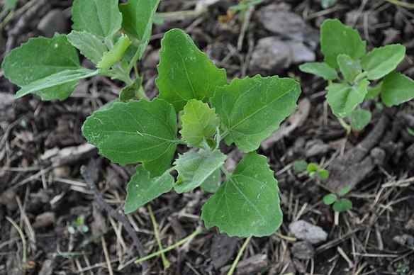 Chenopodium_album_-_seedling_(18216589254)